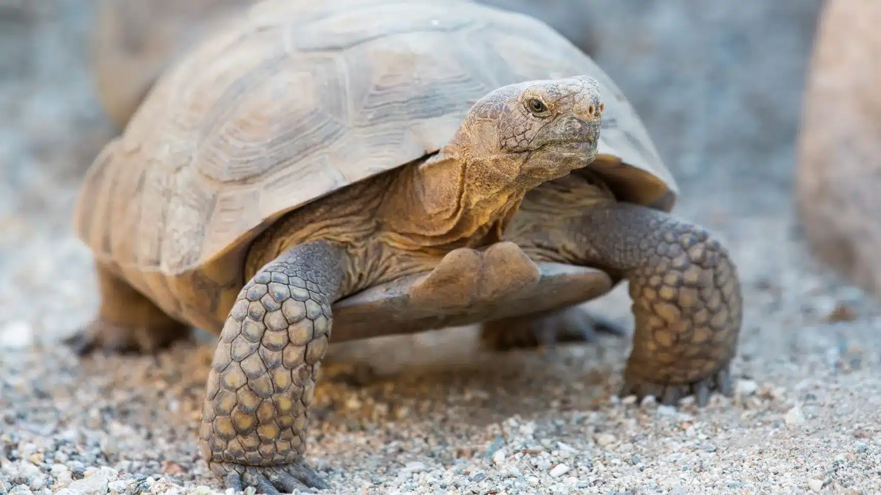 Desert Tortoise .jpg