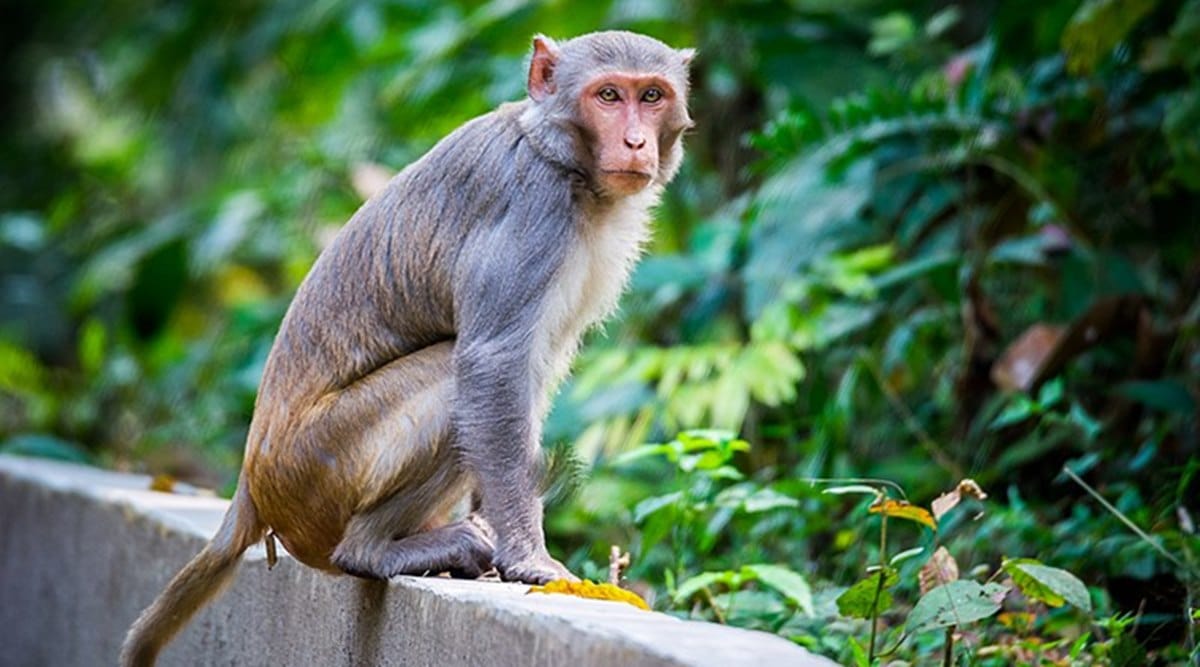 A monkey perched on a jungle wall