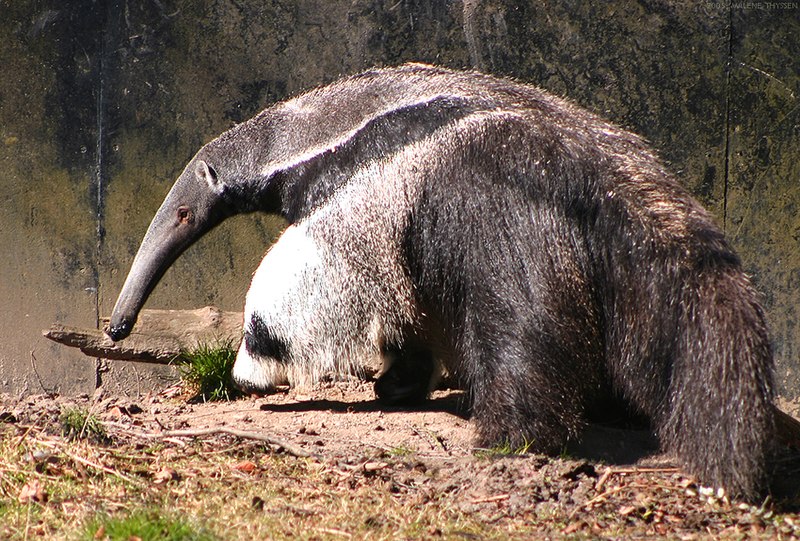 Giant-Anteater