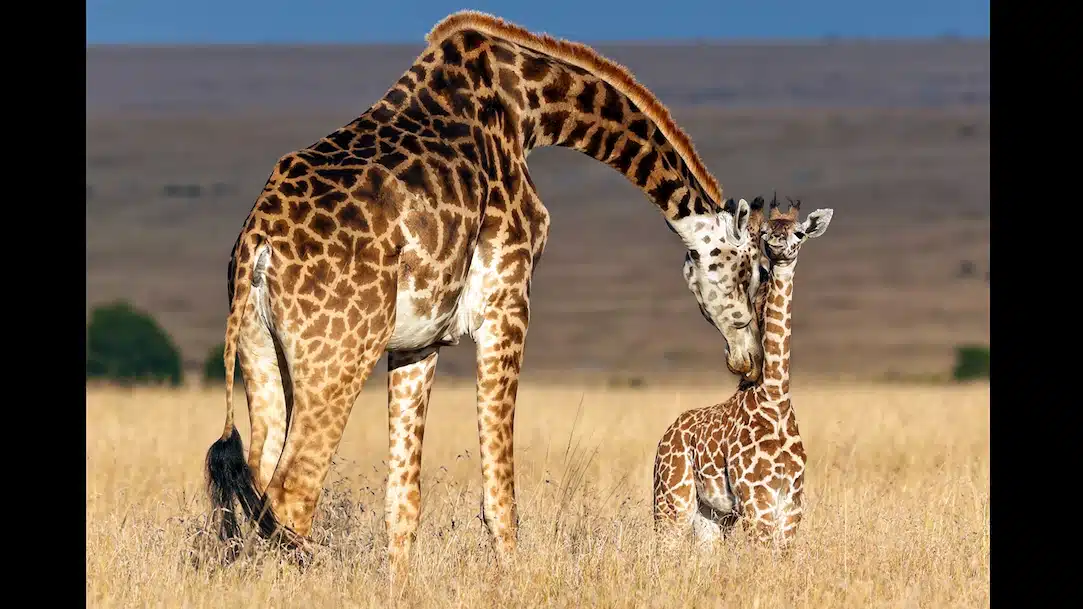 Giraffe .jpg