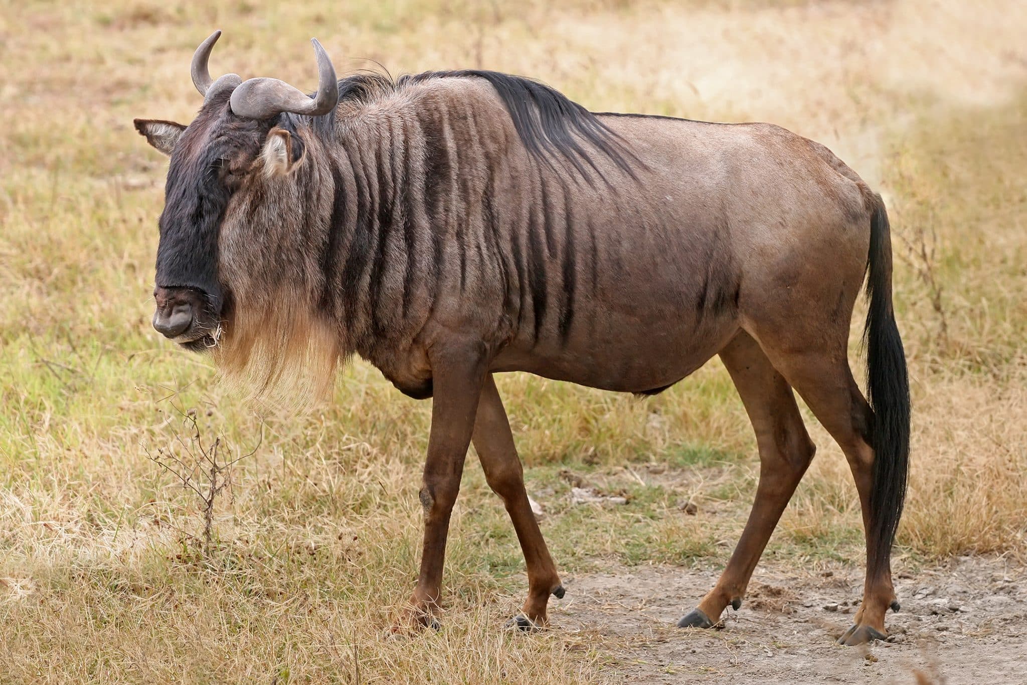 Gnu (Wildebeest)