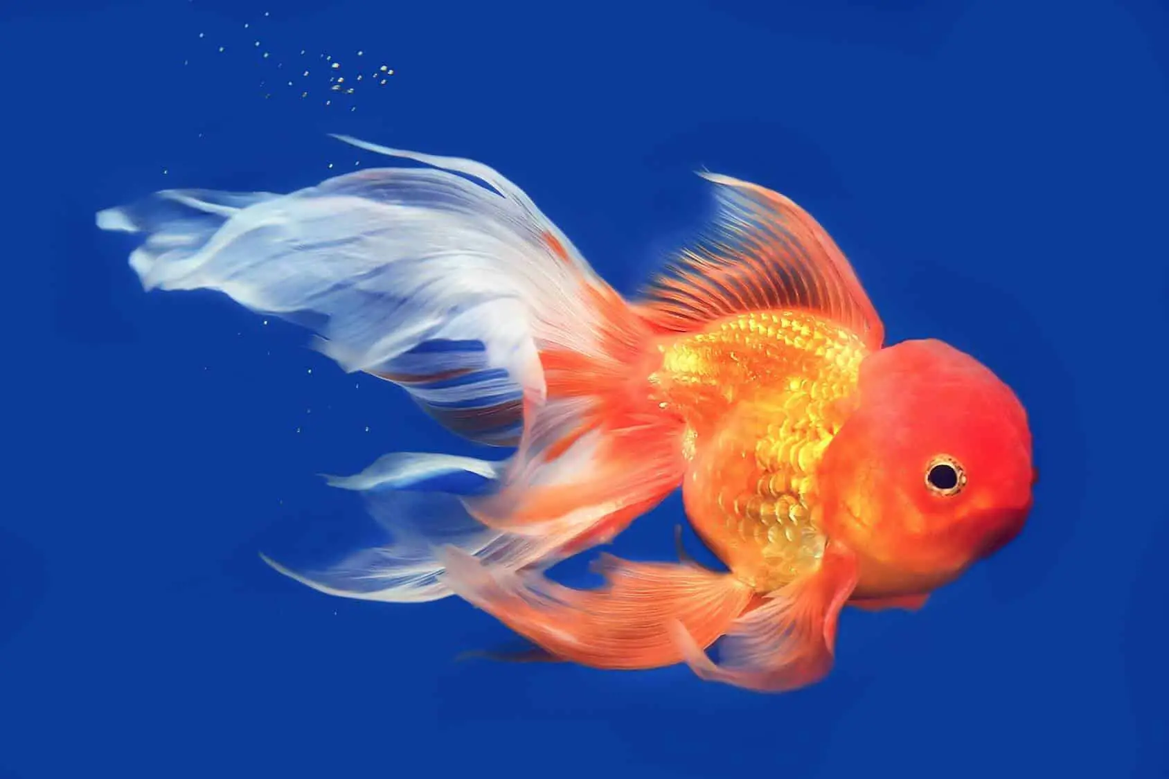 Goldfish .jpg