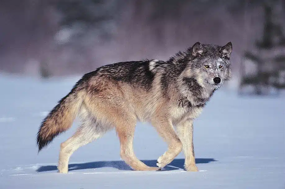 Gray Wolf .jpg