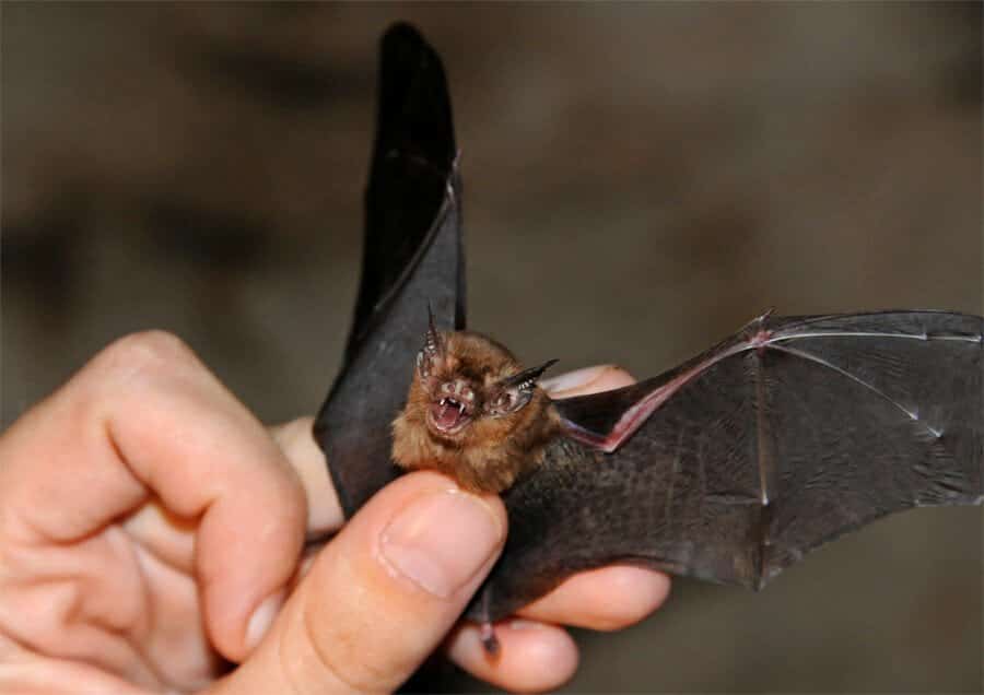 Hog-nosed Bat