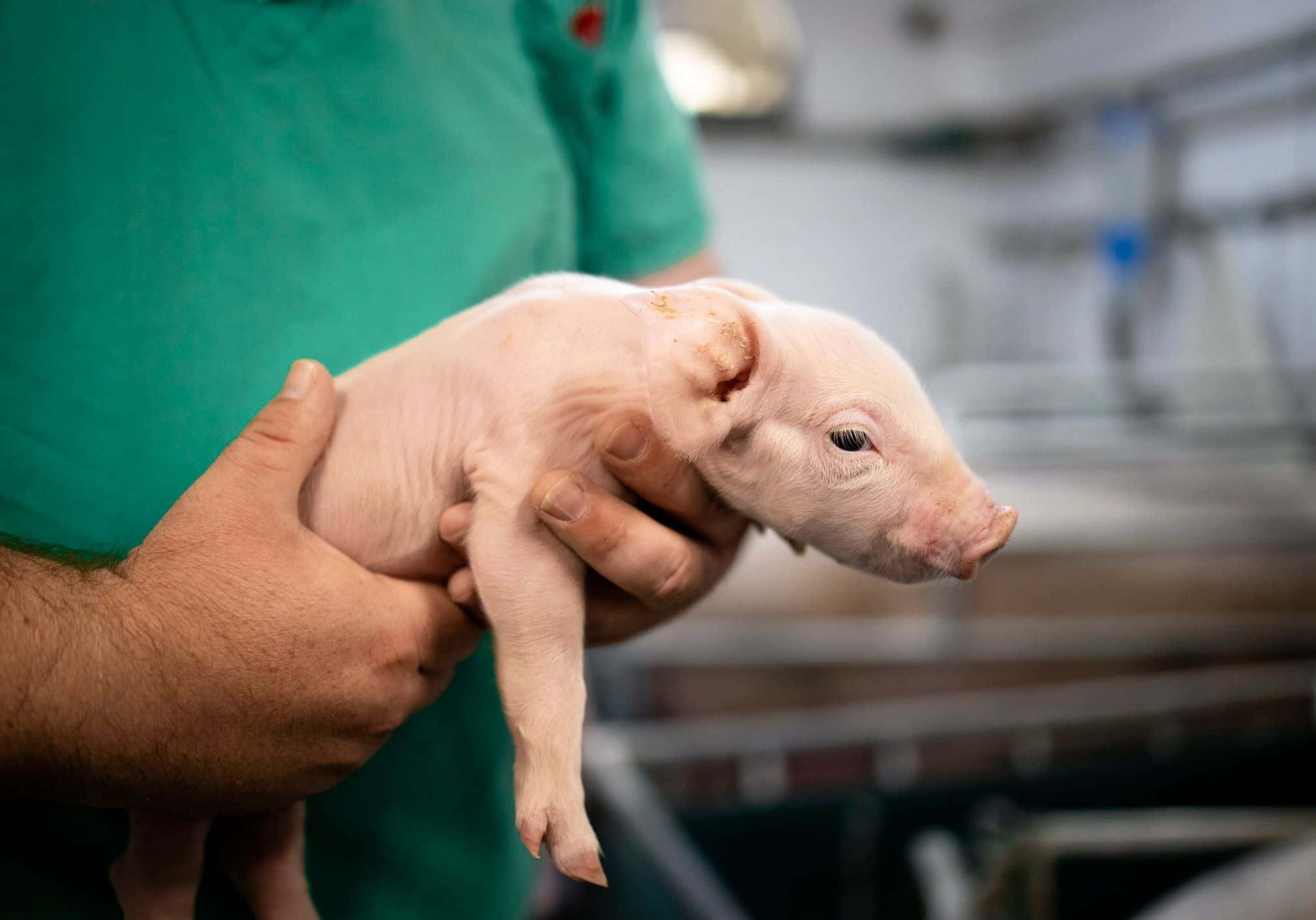 How Do You Extend the Lifespan of a Pig?