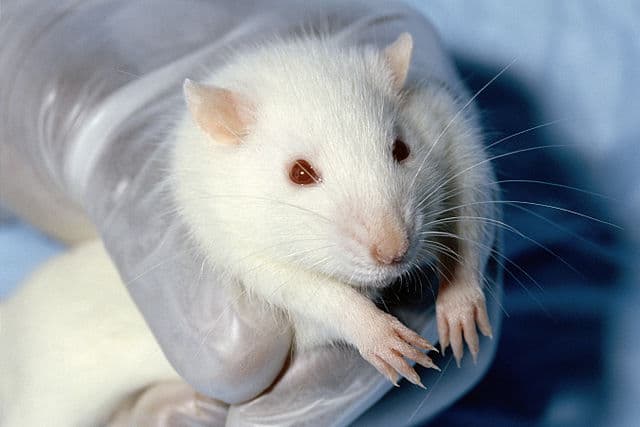 How Does Animal Testing Impact the Safety of Humans?