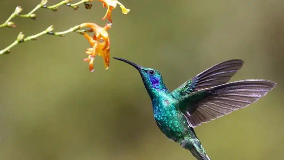 Hummingbird .jpg