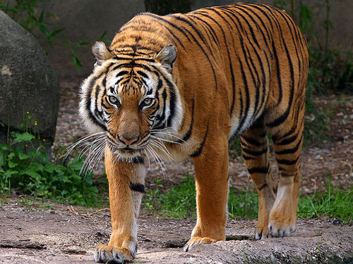 Indochinese-Tiger