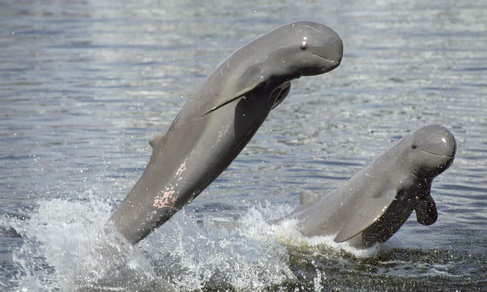 Irrawaddy Dolphin,