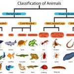 how-many-animal-families-are-there