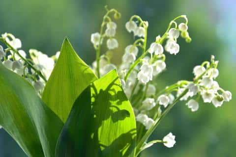 Lily of The Valley - May