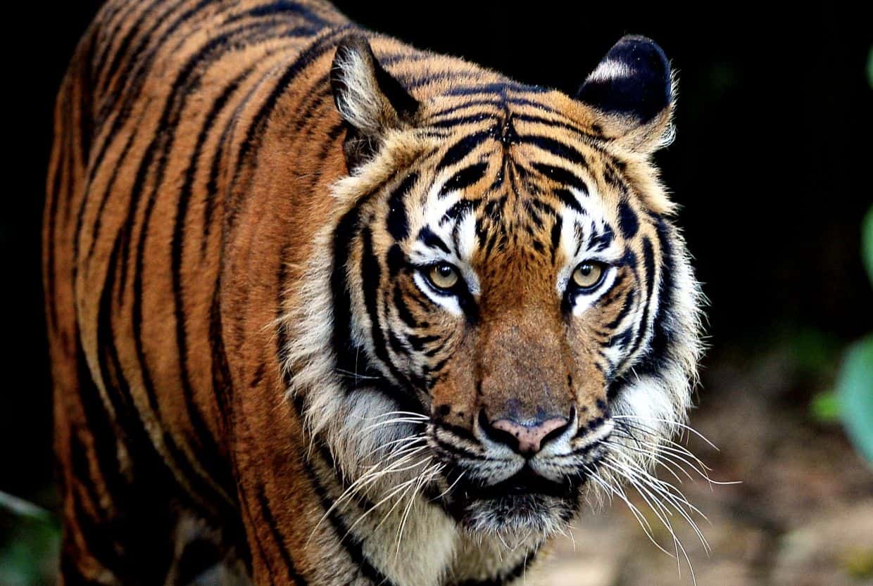 Malayan Tiger