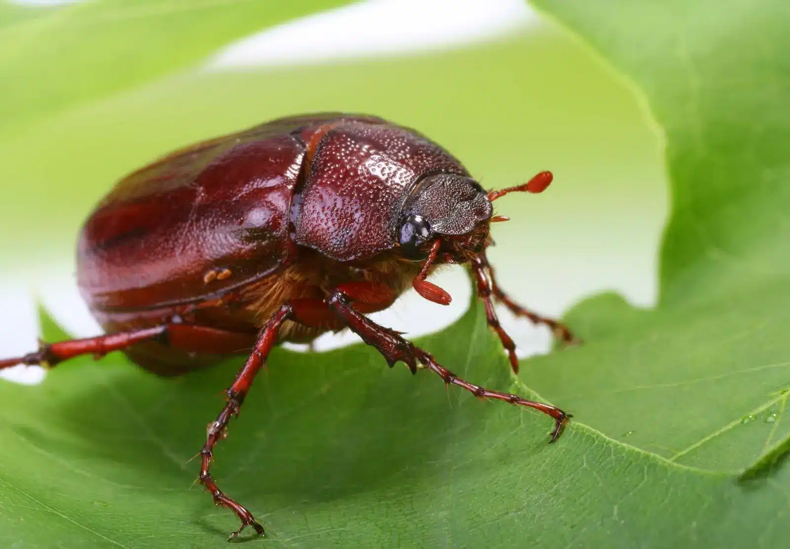 May Beetle .jpg
