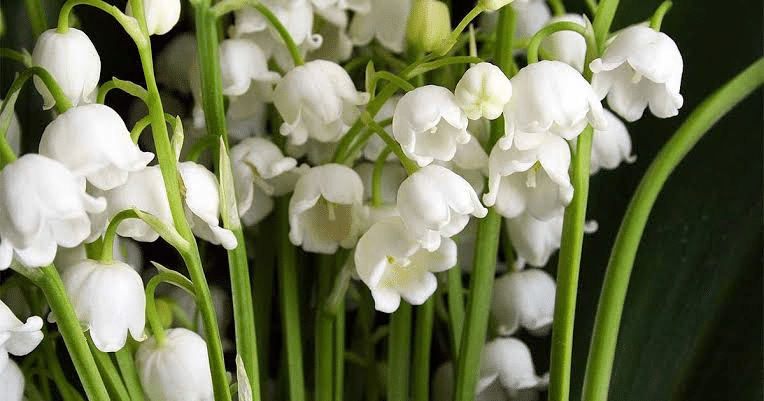 May- Lily of The Valley