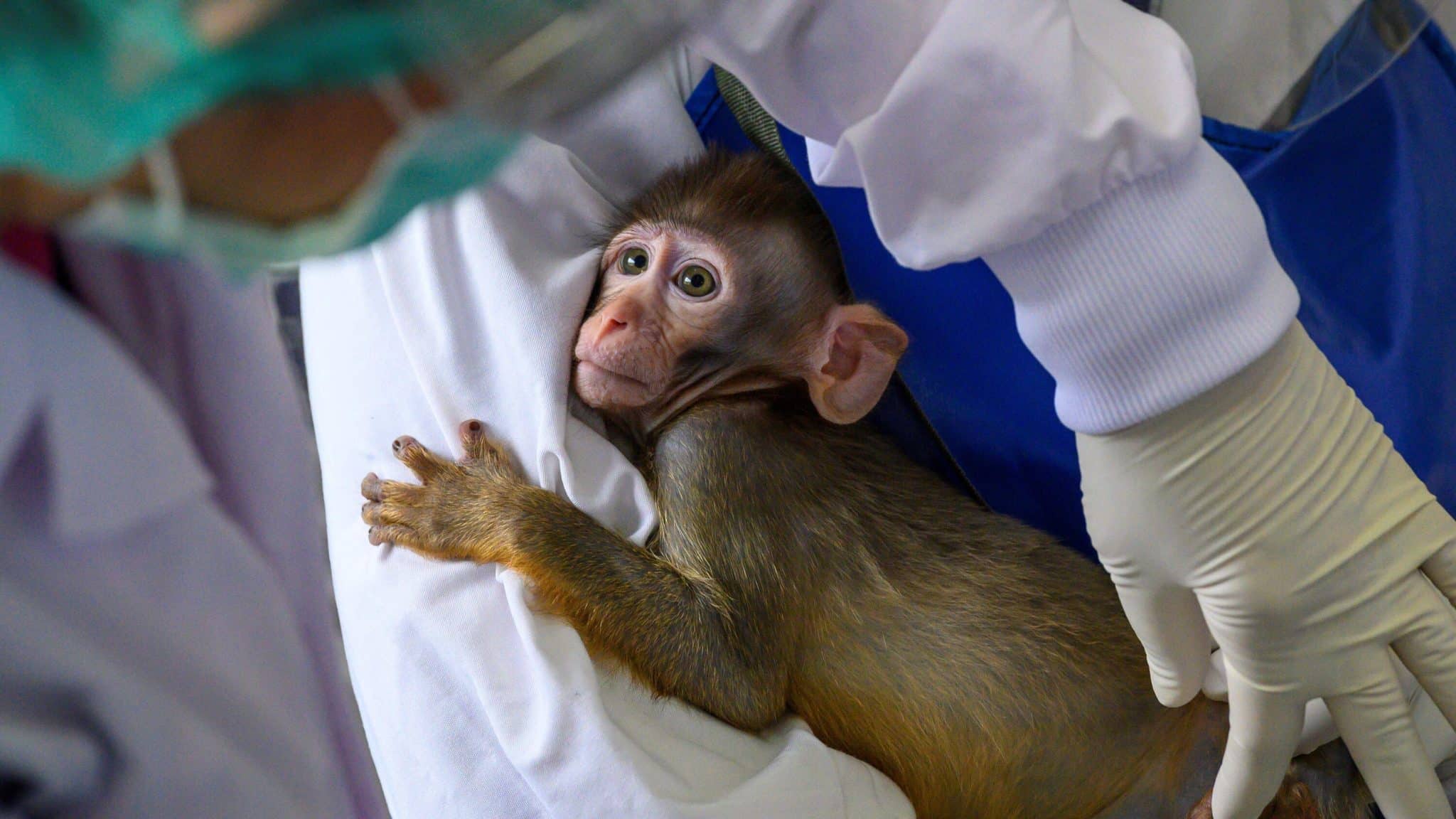 A person in a white coat holding a monkey