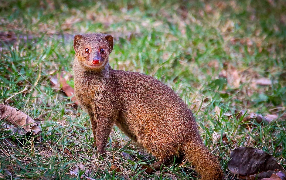 Mongoose in the Grass