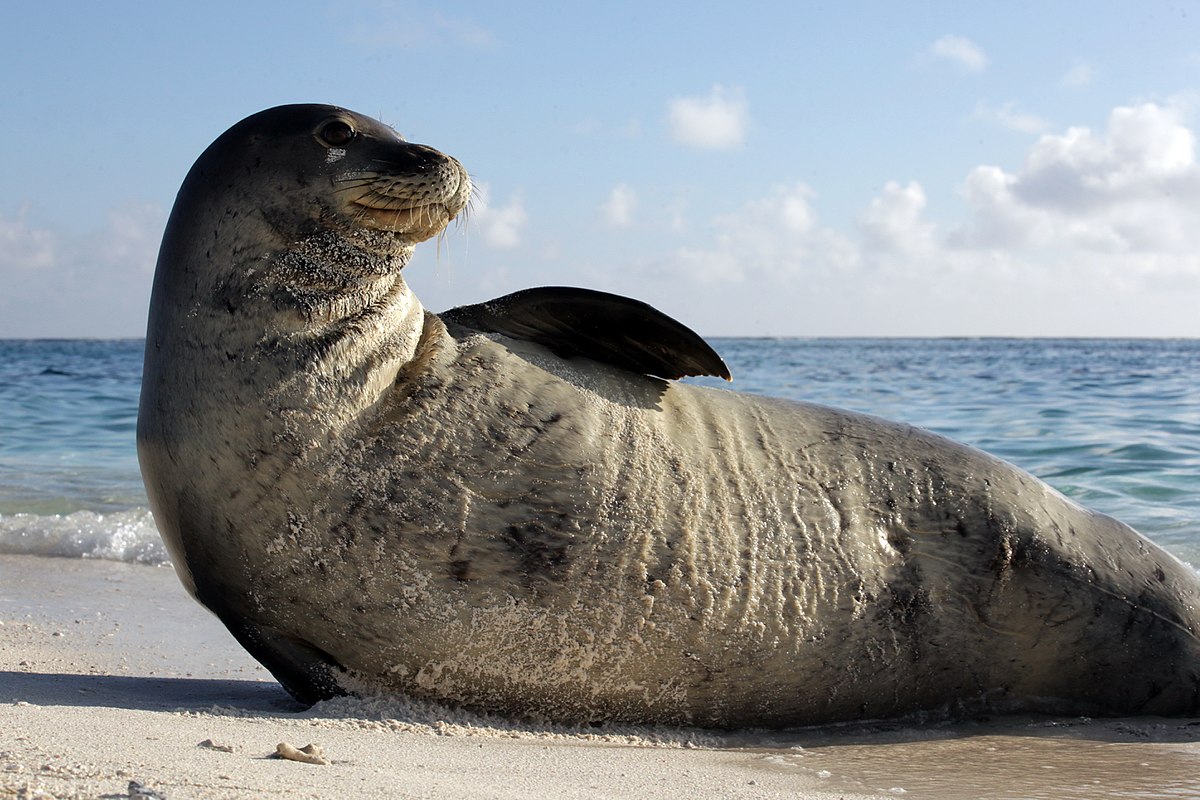 Monk Seal