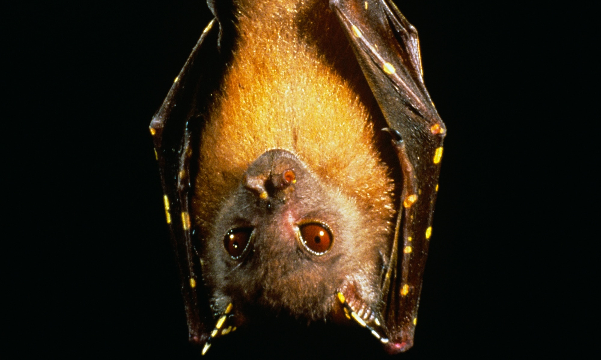 Queensland Tube-nosed Bat