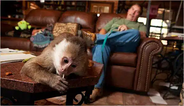 A monkey sits on a table