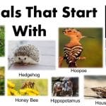 Animals that start with H