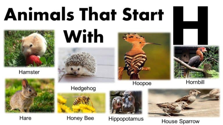 Animals that start with H