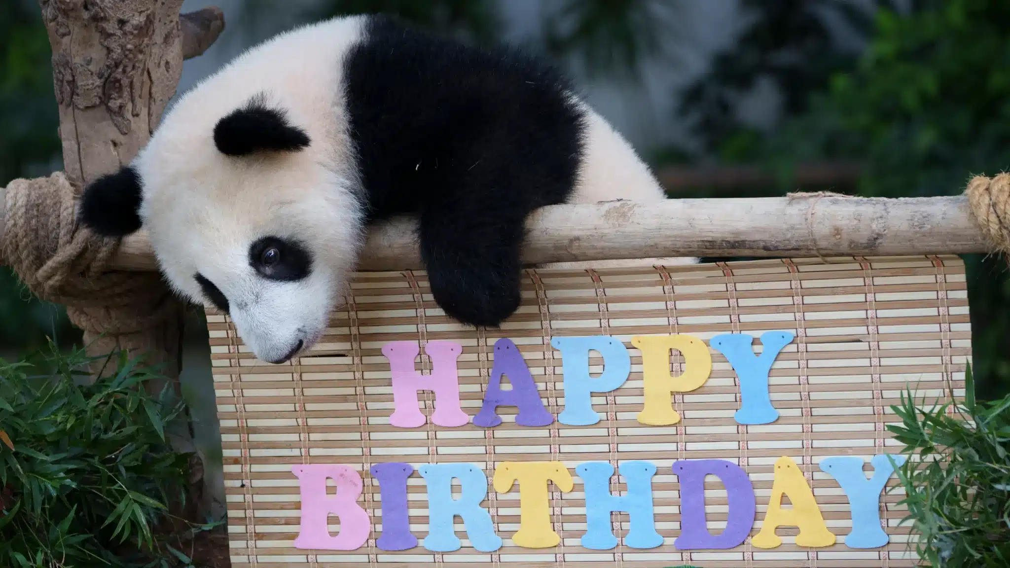 A panda bear celebrating its birthday at The Zoo: The Memorizing Match
