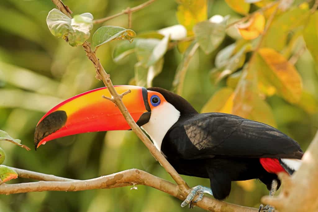 Toucans in The Folklore of The Amazon
