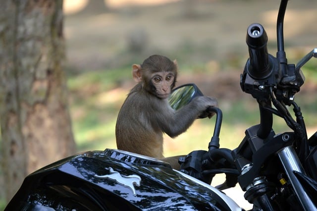 A monkey perched on motorcycle handlebars