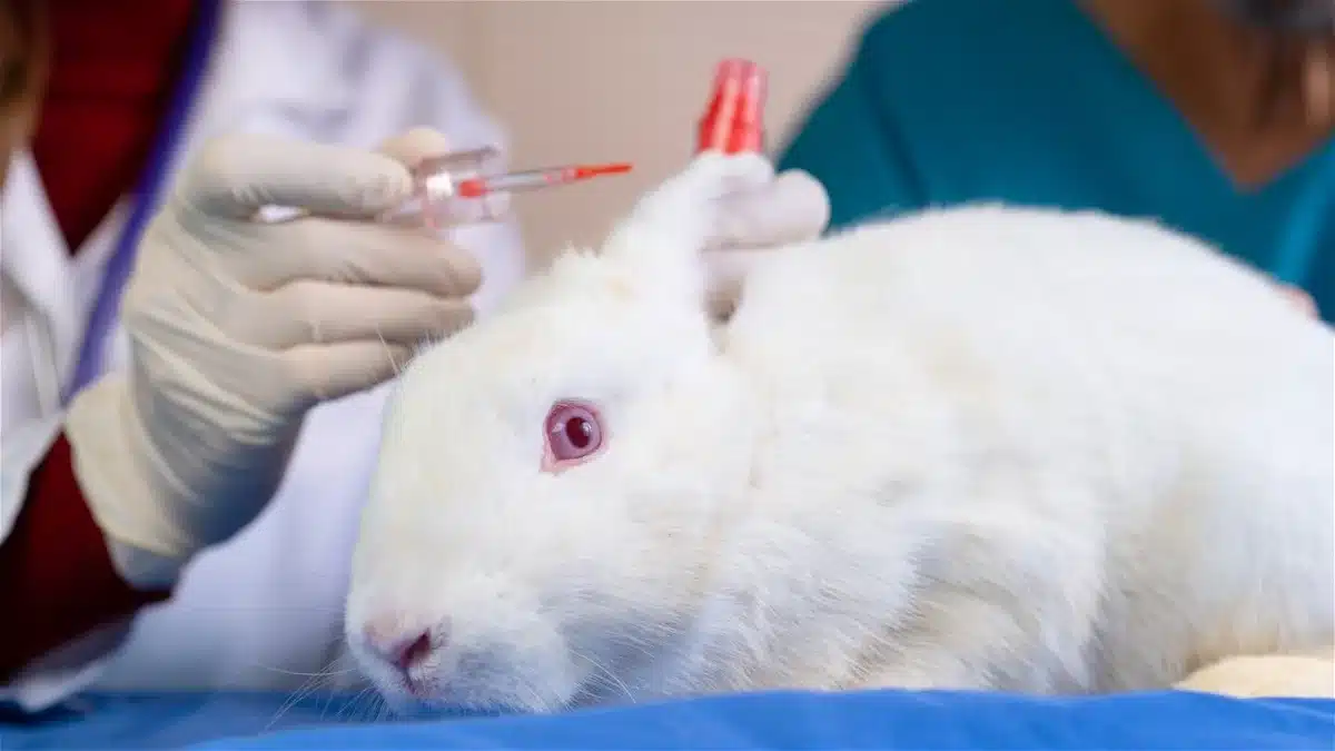Types of Tests Performed During Animal Testing .jpg