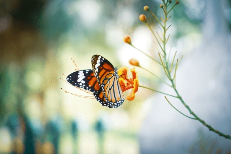 Ulmarid Butterfly