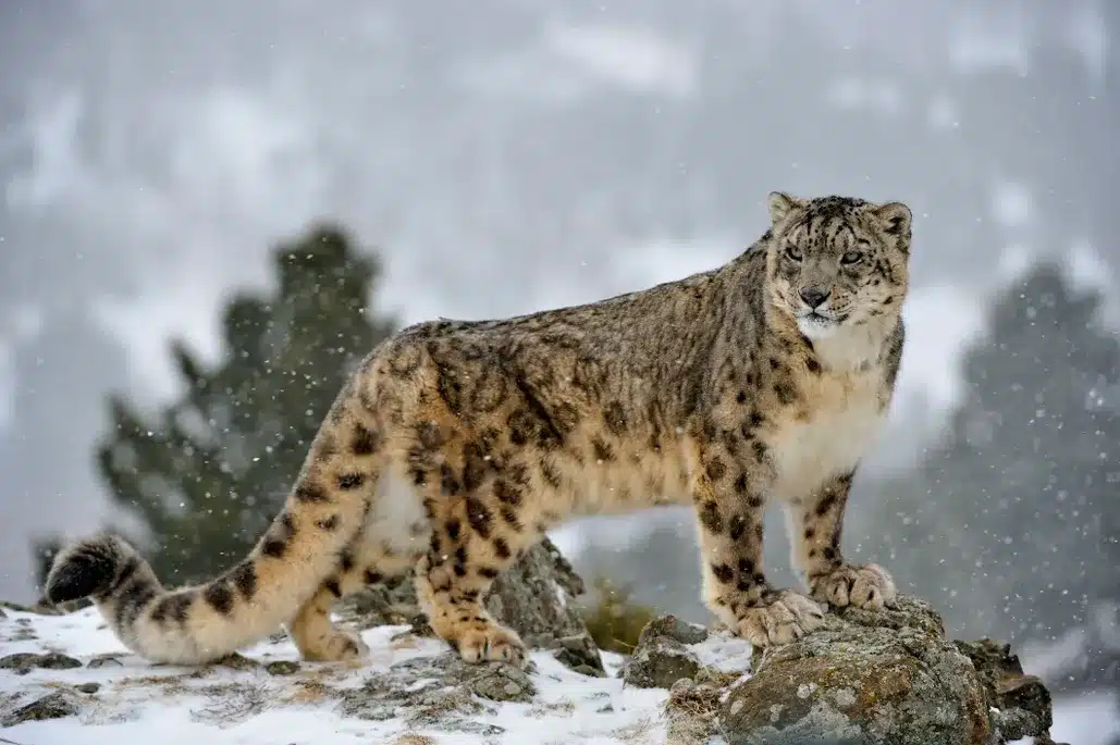 Uncia Snow Leopard .jpg
