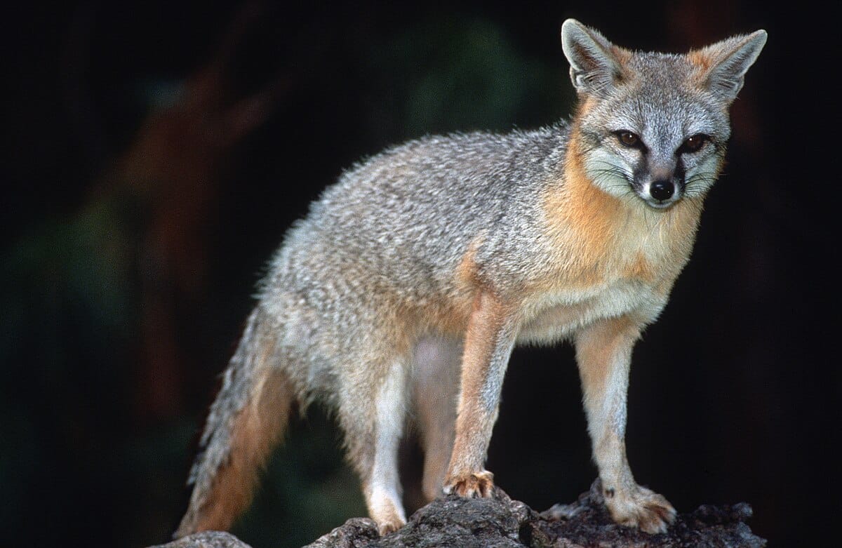 Urocyon Gray Fox
