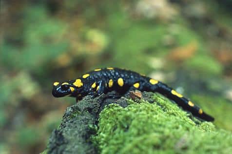 Urodela Salamander