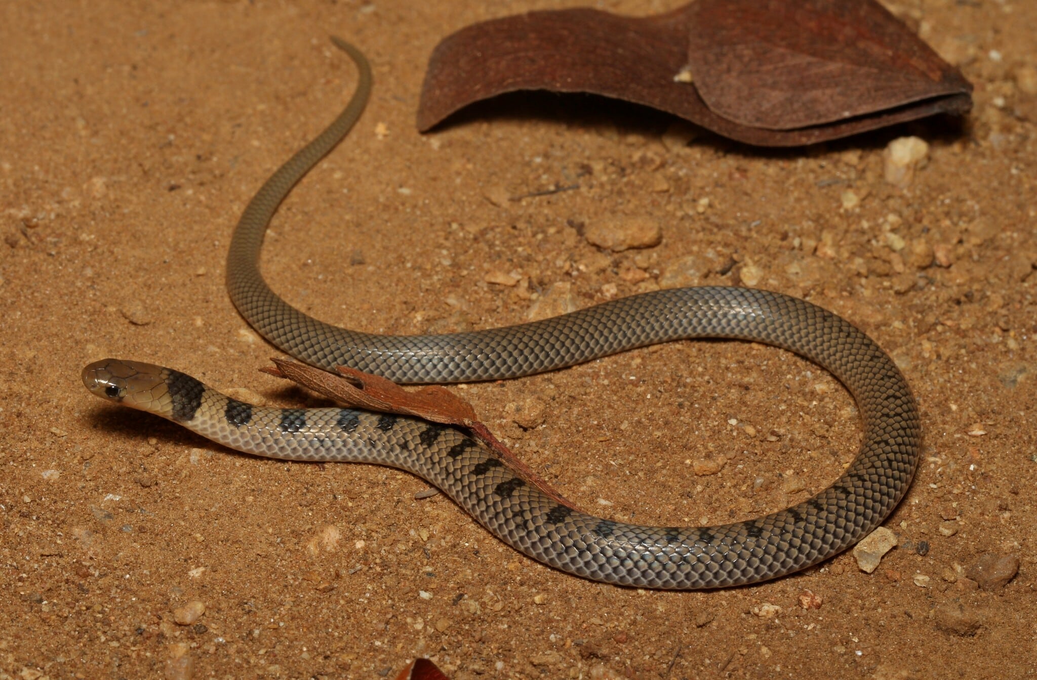 Uvula-Eyed Snake