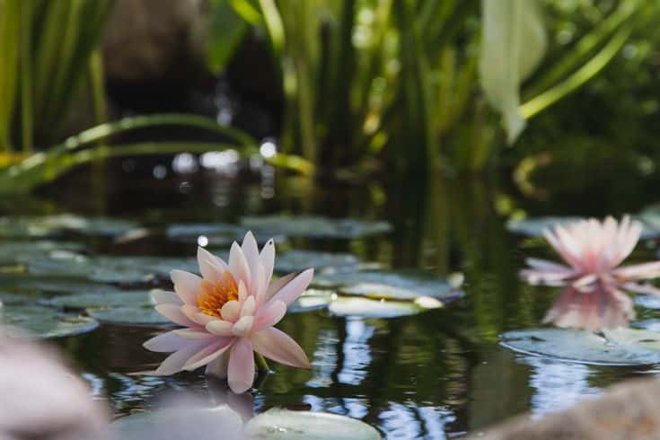 Water Lily - July