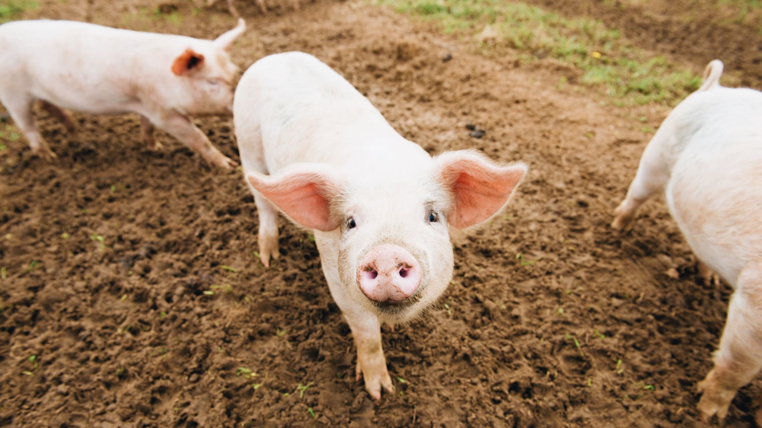 Ways-in-Which-Pigs-Communicate-with-Each-Other