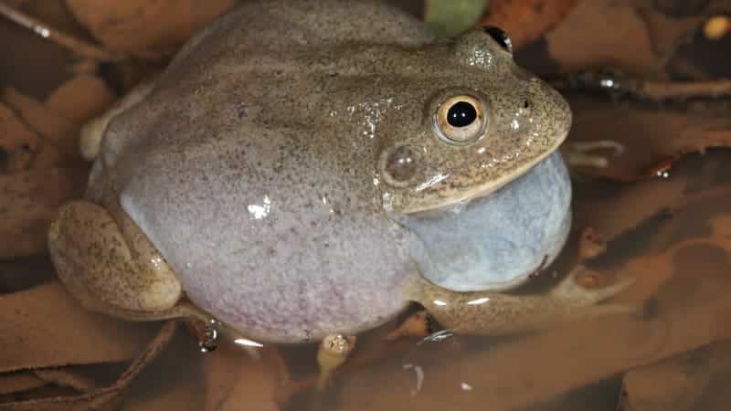 Western Water Holding Frog