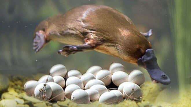 What is Platypus?