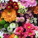 What's the Historical Significance of Birth Flowers?