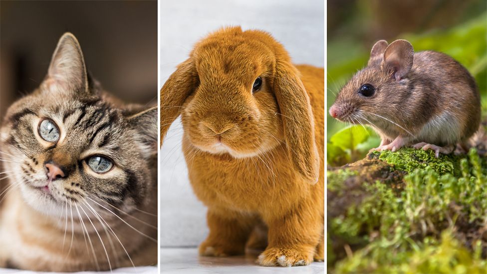 Which Animals Are Used for Animal Testing?