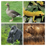 Four different pictures of animals: a giraffe, a gorilla, a gazelle, and a gecko