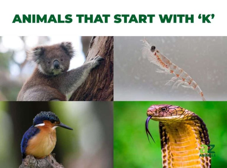 animals that start with k