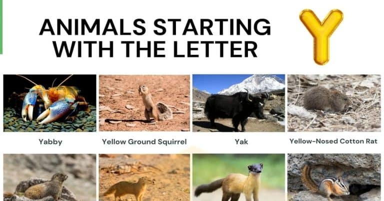 Animals-that-Start-with-Y