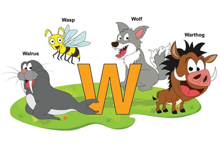Animals that start with W - Alphabetimals Animal Dictionary