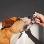 CBD's Pinpointed Approach to Soothing Joint Discomfort in Dogs