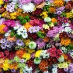 A beautiful flower arrangement showcasing a diverse range of flowers.