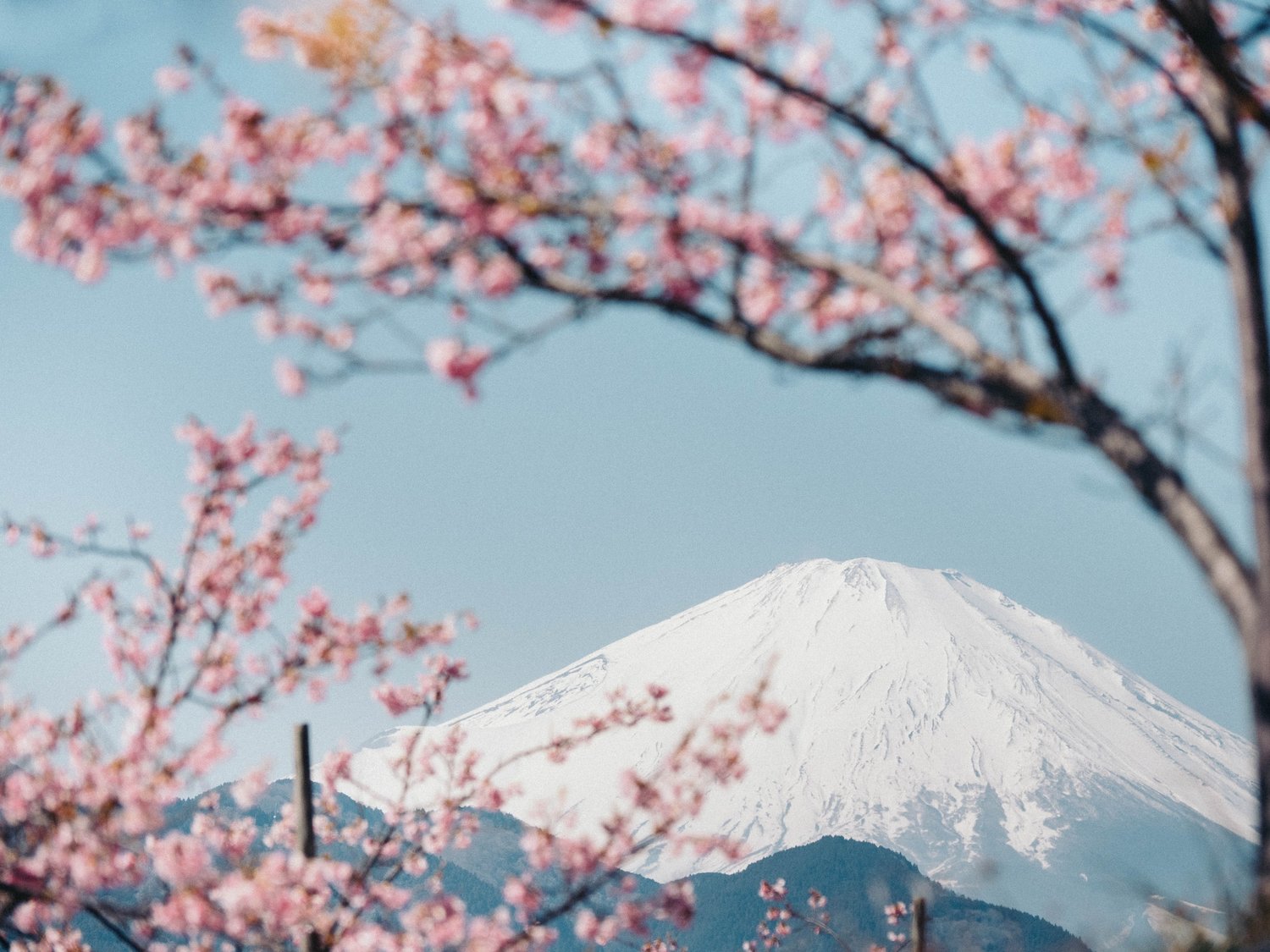 Mount Fuji towering over a landscape adorned with pink flowers, showcasing the beauty of nature