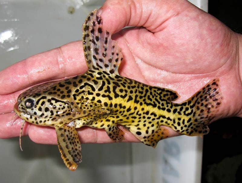 Jaguar Catfish