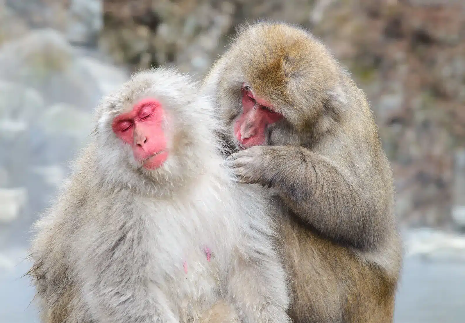 Japanese Macaque.jpg