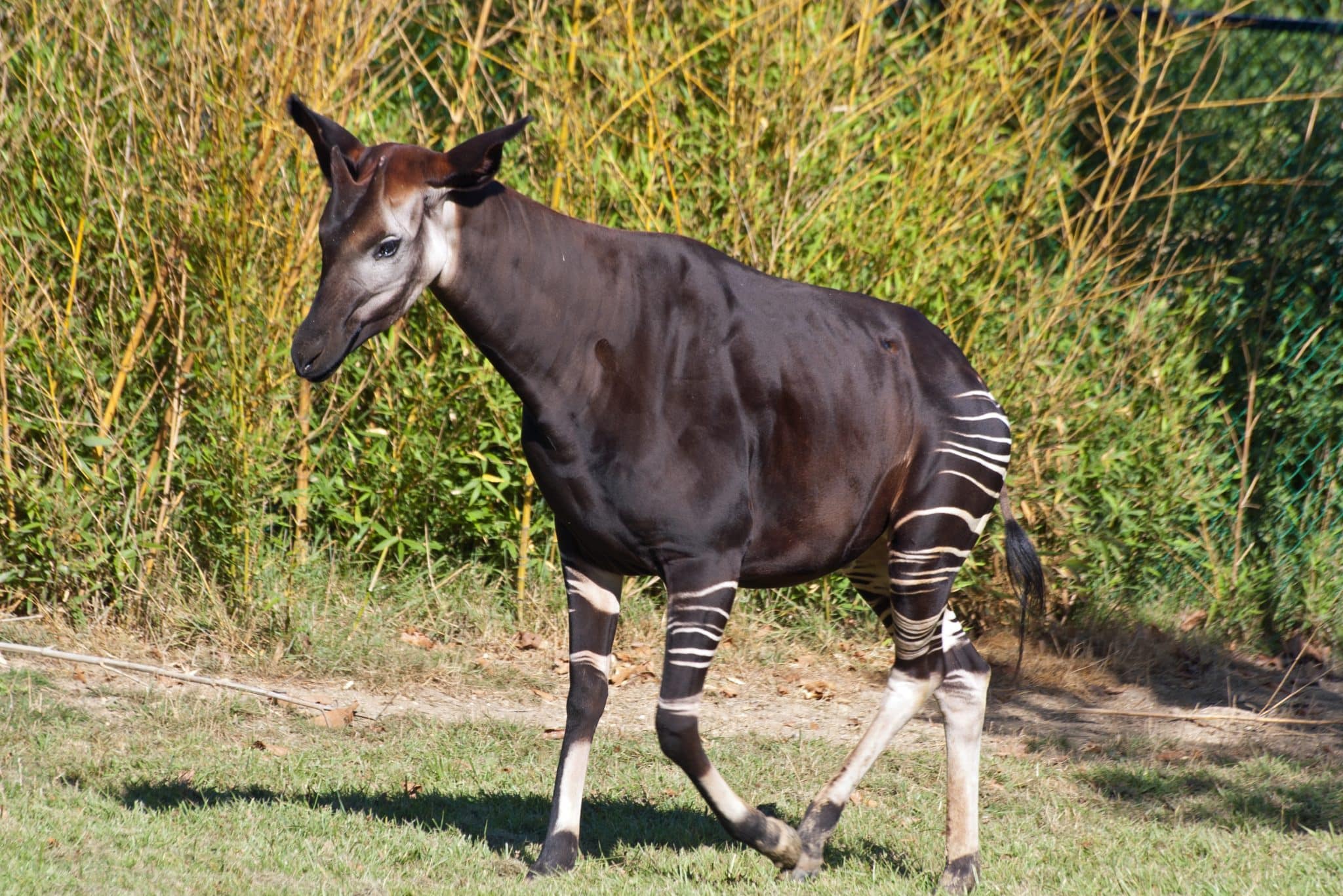 Okapi-scaled